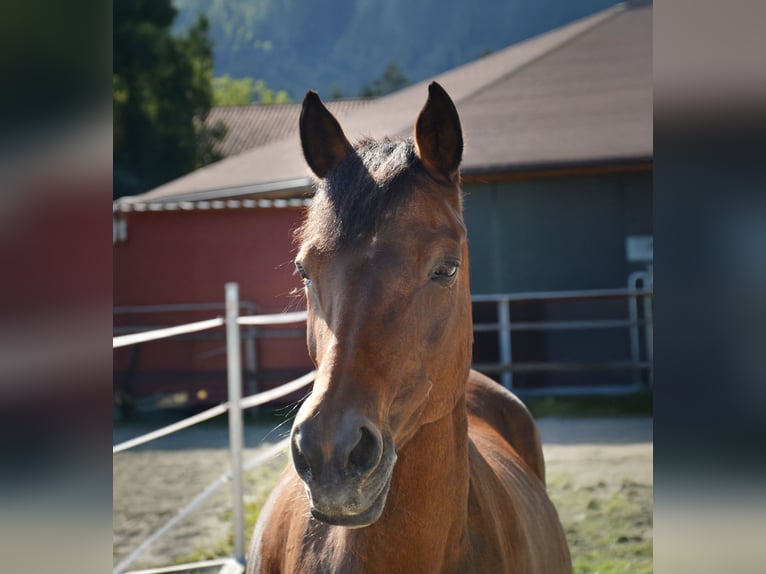 Pony tedesco Giumenta 21 Anni 151 cm Baio in Reutte