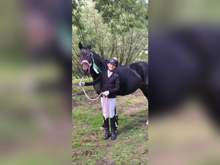 Pony tedesco Giumenta 22 Anni 146 cm Baio scuro in Warendorf