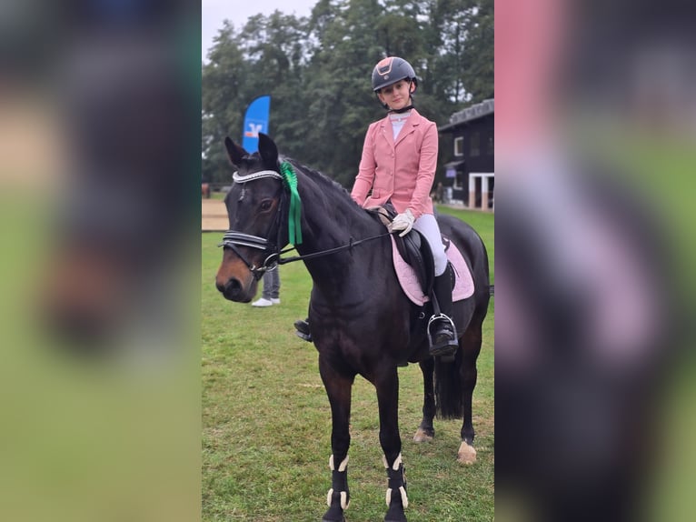 Pony tedesco Giumenta 22 Anni 146 cm Baio scuro in Warendorf