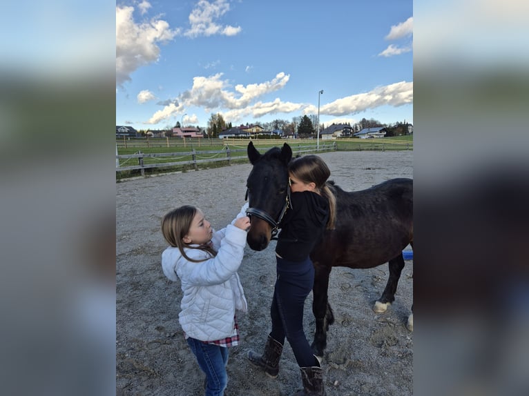 Pony tedesco Giumenta 2 Anni 125 cm Baio scuro in Drobollach