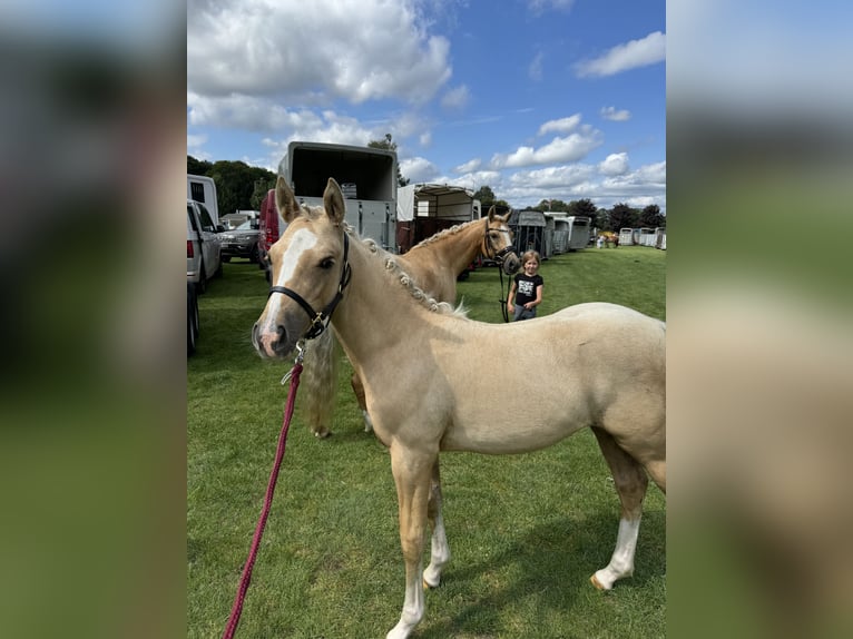 Pony tedesco Giumenta 2 Anni 130 cm Palomino in Stakendorf