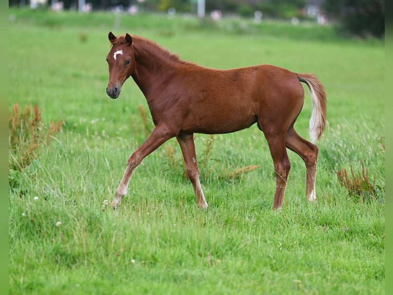 Pony tedesco Giumenta 2 Anni 136 cm Sauro scuro in Stuhr