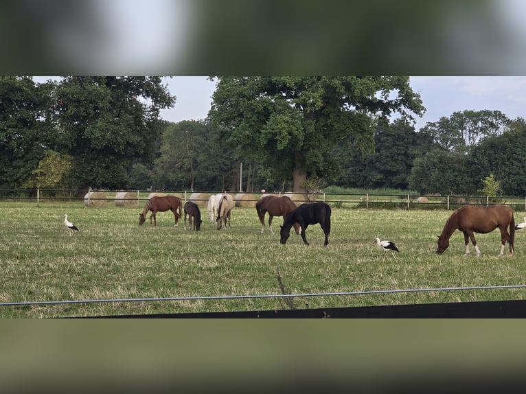 Pony tedesco Giumenta 2 Anni 136 cm Sauro scuro in Stuhr