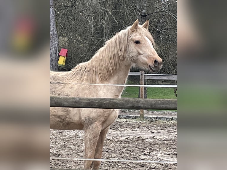 Pony tedesco Giumenta 2 Anni 140 cm Palomino in Bitburg