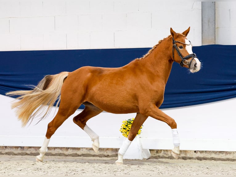 Pony tedesco Giumenta 2 Anni 140 cm Sauro in Marsberg