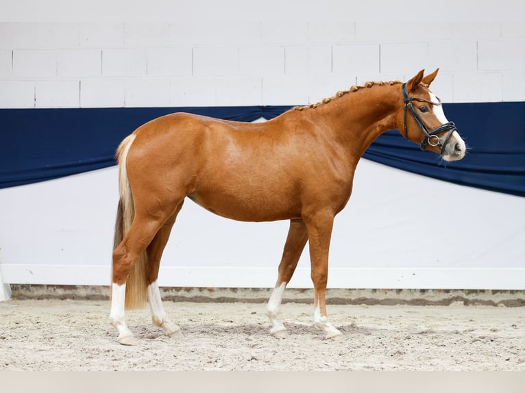 Pony tedesco Giumenta 2 Anni 140 cm Sauro in Marsberg