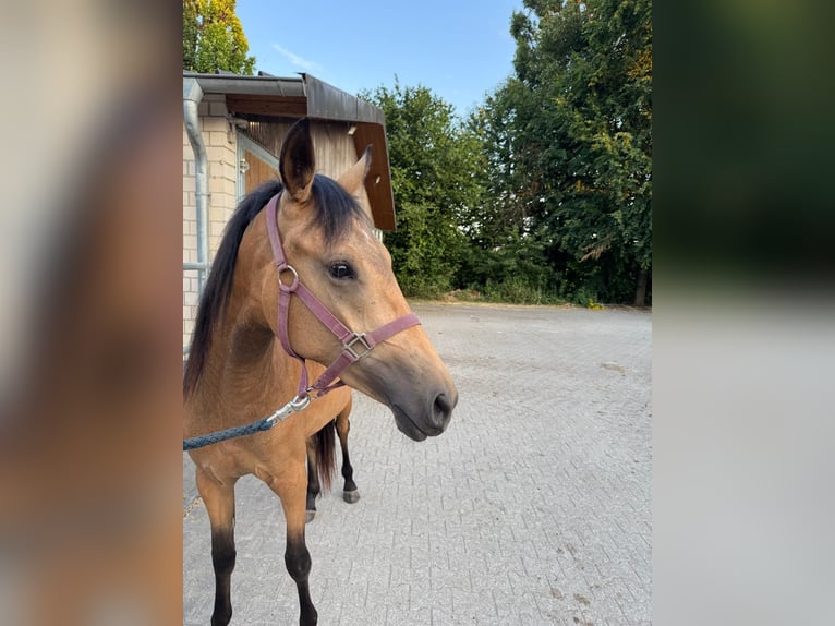 Pony tedesco Giumenta 2 Anni 145 cm Pelle di daino in Mettmann