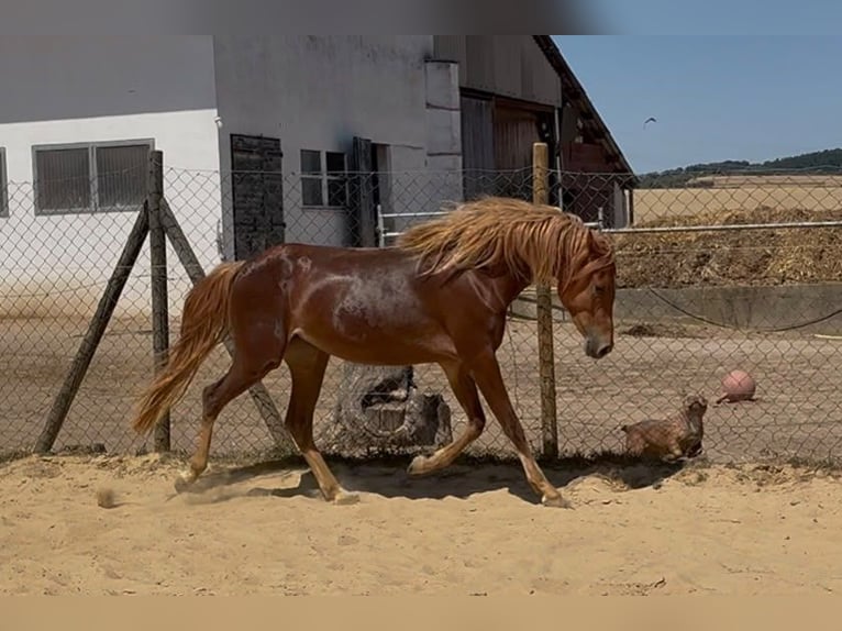 Pony tedesco Giumenta 2 Anni 145 cm Sauro in Münstermaifeld