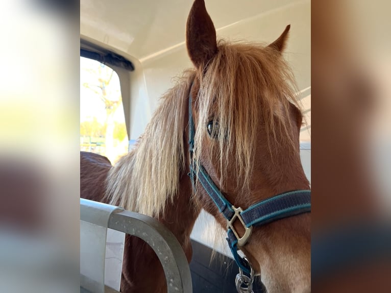 Pony tedesco Giumenta 2 Anni 145 cm Sauro in Münstermaifeld
