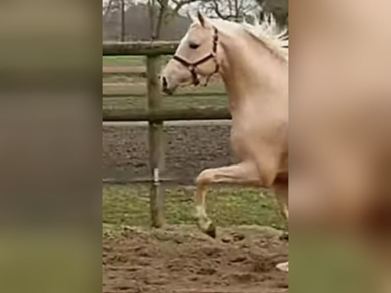 Pony tedesco Giumenta 2 Anni 145 cm Sauro in Münstermaifeld
