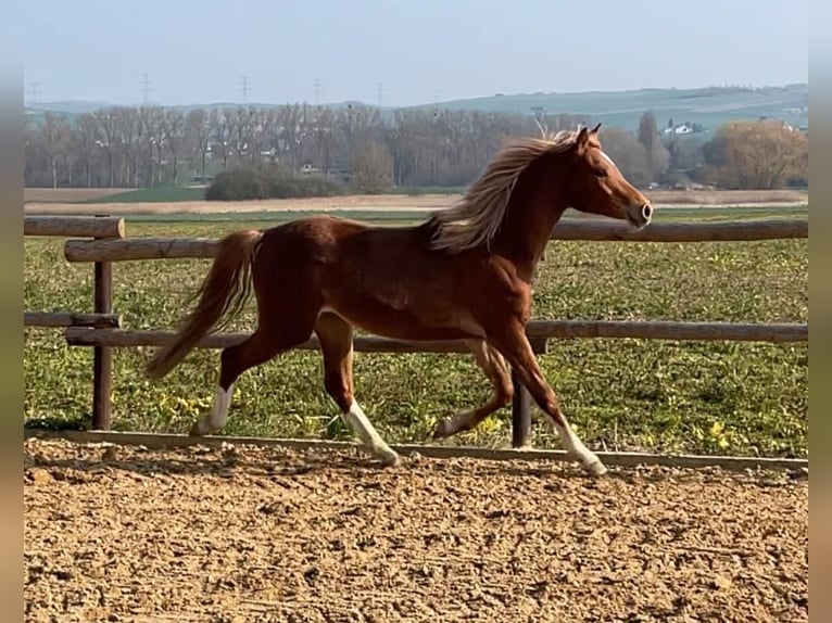 Pony tedesco Giumenta 2 Anni 145 cm Sauro in Münstermaifeld