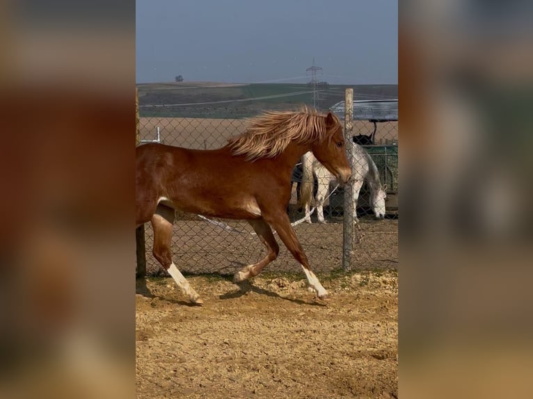 Pony tedesco Giumenta 2 Anni 145 cm Sauro in Münstermaifeld
