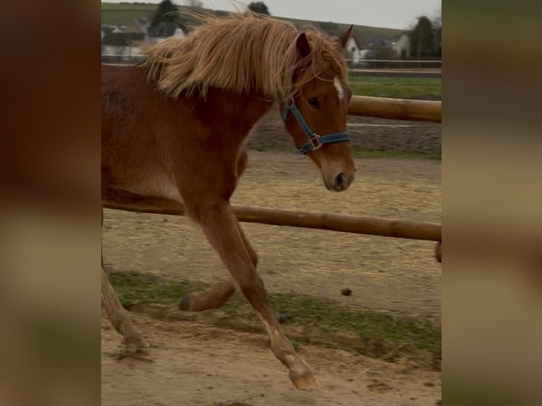 Pony tedesco Giumenta 2 Anni 145 cm Sauro in Münstermaifeld