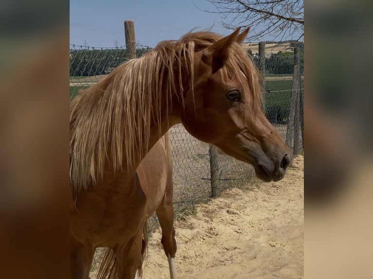 Pony tedesco Giumenta 2 Anni 145 cm Sauro in Münstermaifeld