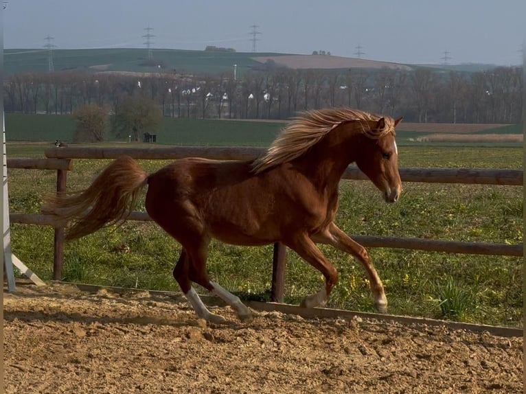 Pony tedesco Giumenta 2 Anni 145 cm Sauro in Münstermaifeld