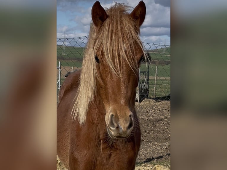 Pony tedesco Giumenta 2 Anni 145 cm Sauro in Münstermaifeld