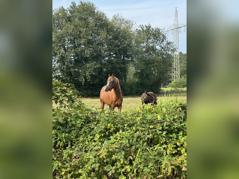 Pony tedesco Giumenta 2 Anni 145 cm Sauro ciliegia in Hassendorf