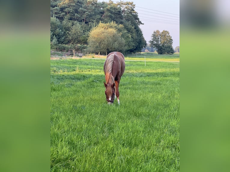 Pony tedesco Giumenta 2 Anni 145 cm Sauro ciliegia in Hassendorf