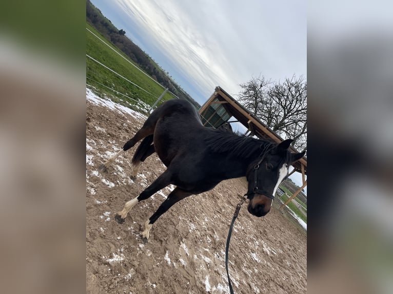 Pony tedesco Giumenta 2 Anni 146 cm Baio scuro in Schauerberg