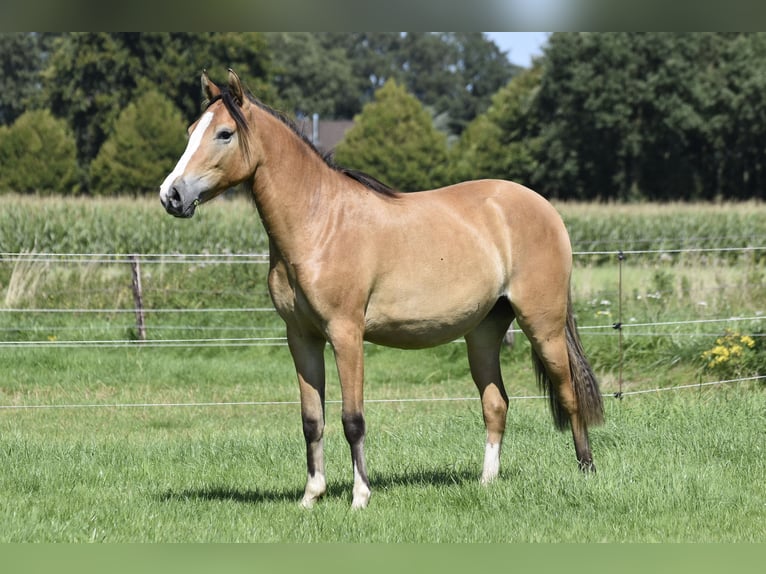 Pony tedesco Giumenta 2 Anni 146 cm Falbo in Legden