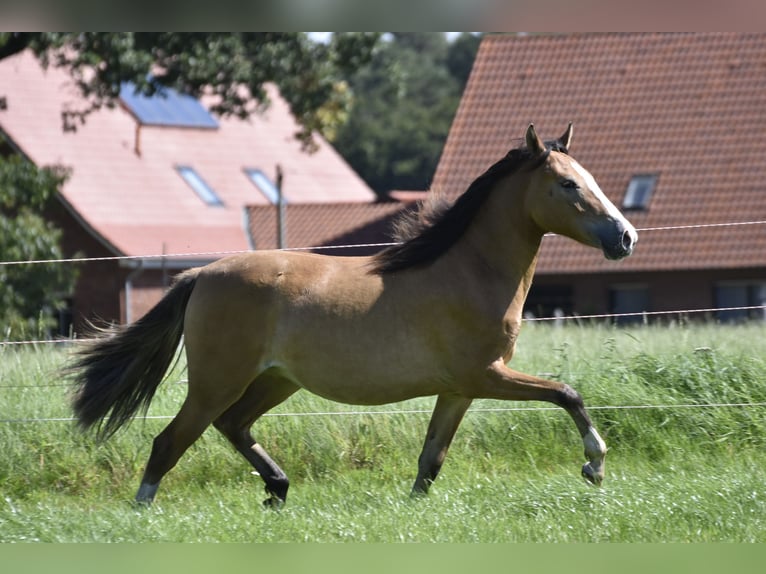 Pony tedesco Giumenta 2 Anni 146 cm Falbo in Legden