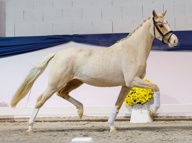 Pony tedesco Giumenta 2 Anni 146 cm Palomino in Marsberg