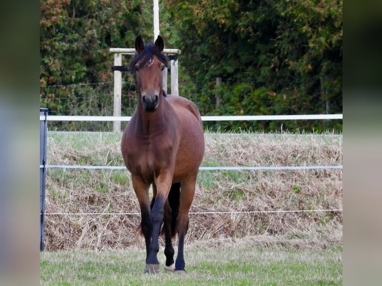 Pony tedesco Giumenta 2 Anni 147 cm Baio in Laage