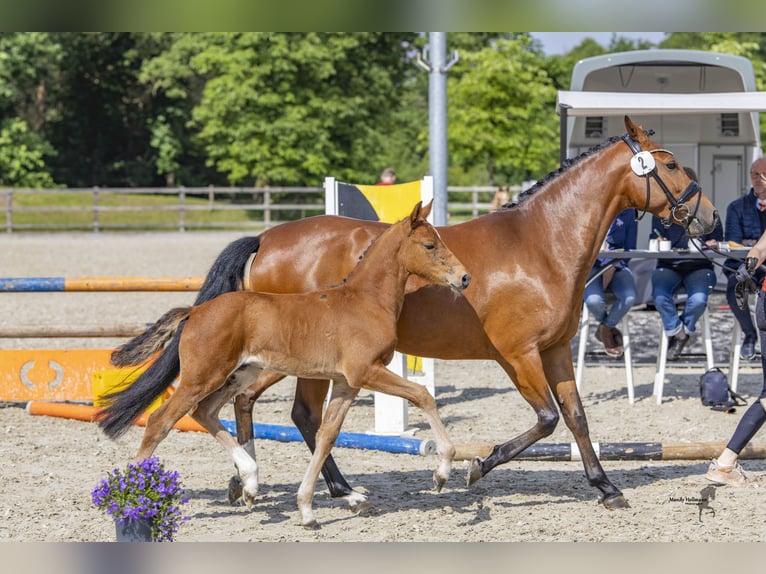 Pony tedesco Giumenta 2 Anni 147 cm Baio in Steinfeld (Oldenburg)
