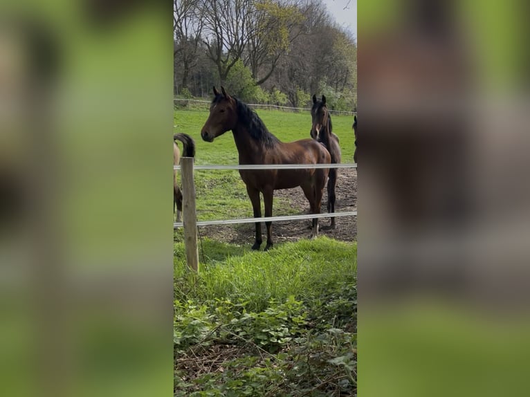 Pony tedesco Giumenta 2 Anni 147 cm Baio in Steinfeld (Oldenburg)