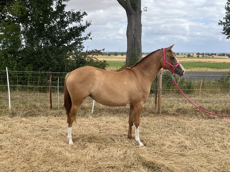 Pony tedesco Giumenta 2 Anni 147 cm Falbo in Euskirchen