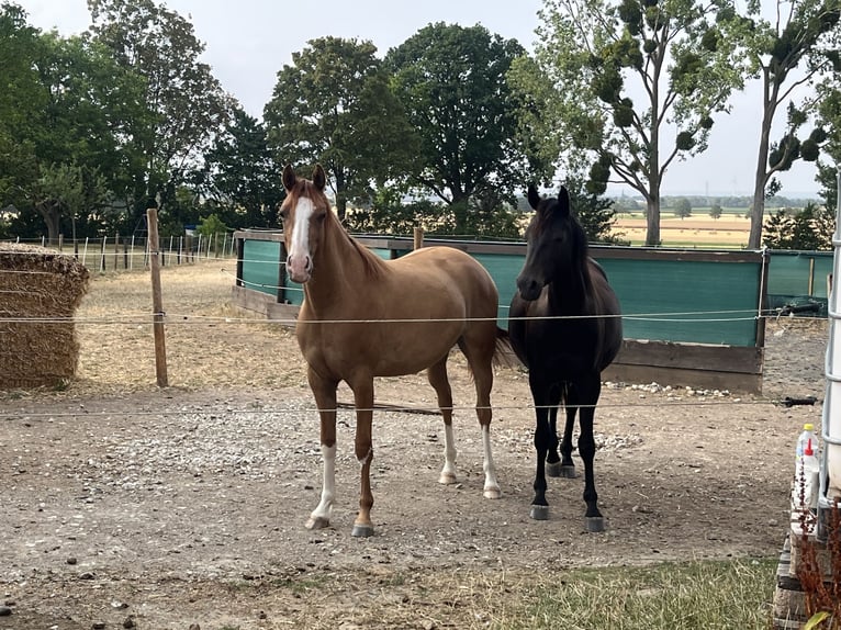 Pony tedesco Giumenta 2 Anni 147 cm Falbo in Euskirchen
