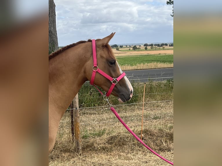 Pony tedesco Giumenta 2 Anni 147 cm Falbo in Euskirchen