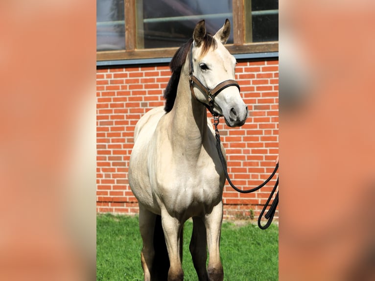 Pony tedesco Giumenta 2 Anni 147 cm Pelle di daino in Rehburg-Loccum Münchehagen