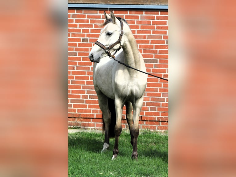 Pony tedesco Giumenta 2 Anni 147 cm Pelle di daino in Rehburg-Loccum Münchehagen