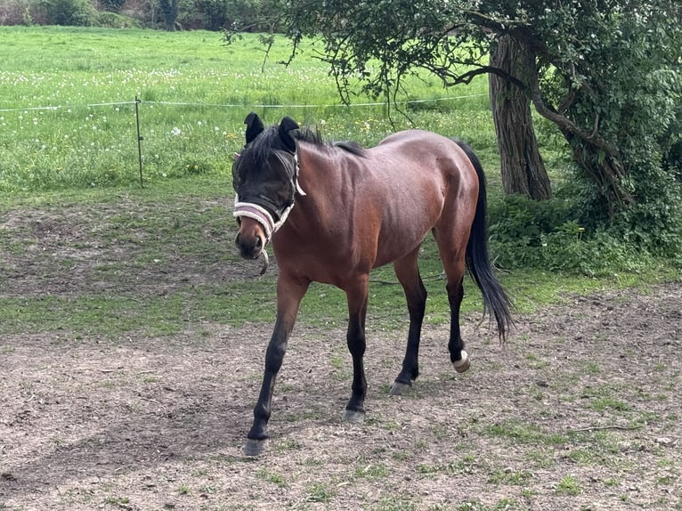Pony tedesco Giumenta 2 Anni 148 cm Baio in Elstertrebnitz
