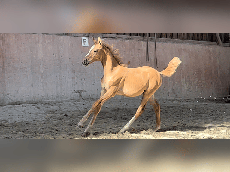 Pony tedesco Giumenta 2 Anni 148 cm Red dun in Schaafheim