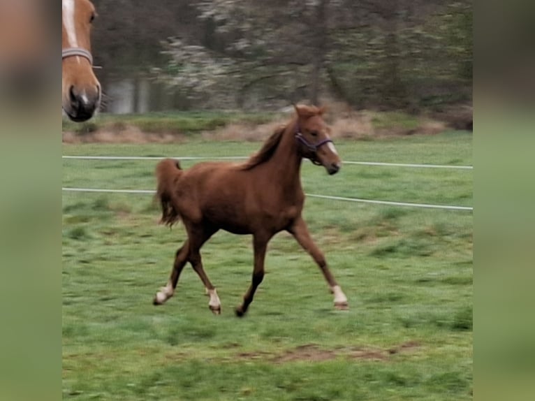 Pony tedesco Giumenta 2 Anni 150 cm Sauro in Zeulenroda