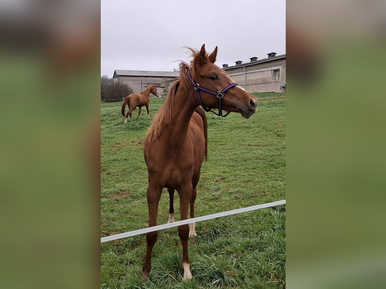 Pony tedesco Giumenta 2 Anni 150 cm Sauro in Zeulenroda