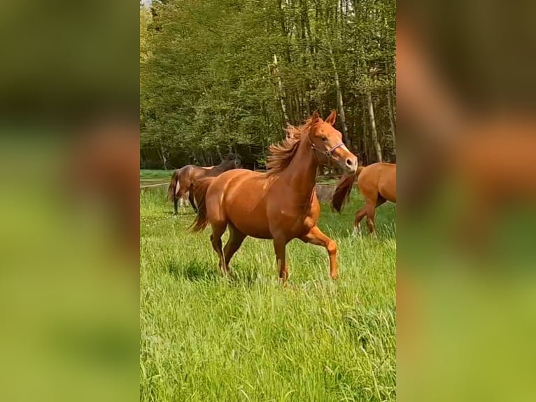 Pony tedesco Giumenta 2 Anni 150 cm Sauro in Zeulenroda