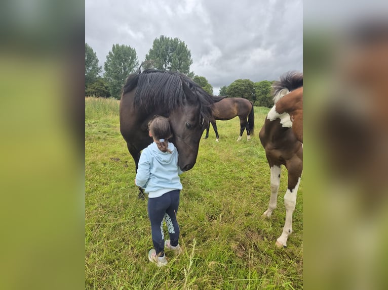 Pony tedesco Mix Giumenta 2 Anni 158 cm Baio nero in Greifswald