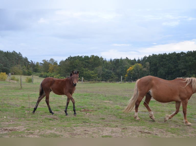 Pony tedesco Giumenta 2 Anni Baio in Klein Vielen
