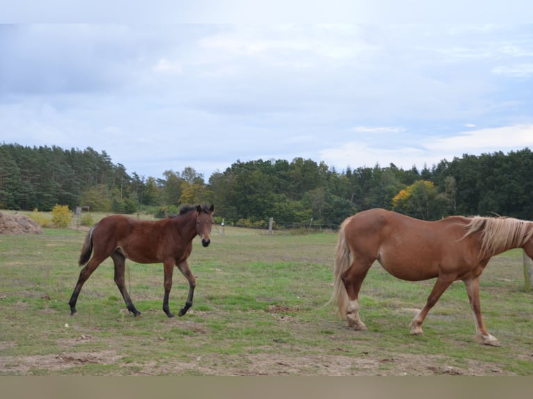 Pony tedesco Giumenta 2 Anni Baio in Klein Vielen
