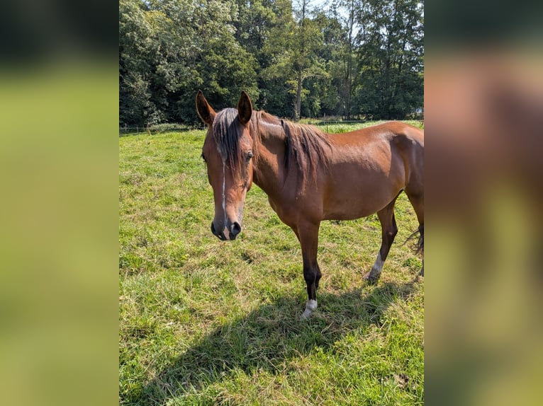 Pony tedesco Giumenta 2 Anni in Vetschau