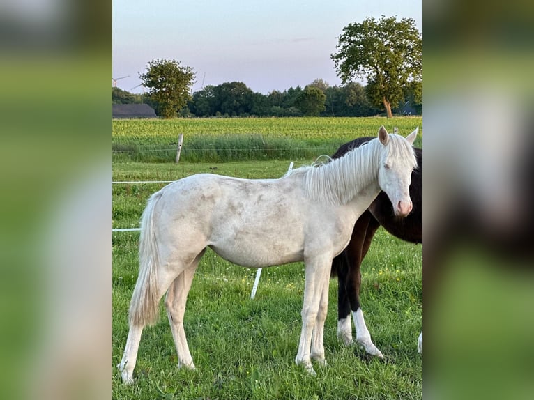 Pony tedesco Giumenta 2 Anni Cremello in Blomberg