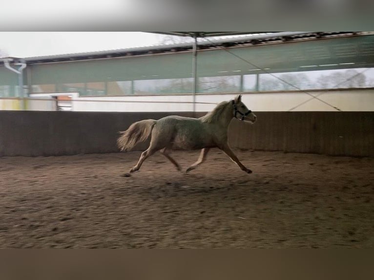 Pony tedesco Giumenta 2 Anni Palomino in Braunschweig