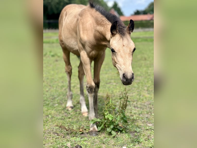 Pony tedesco Giumenta 2 Anni Pelle di daino in Lastrup