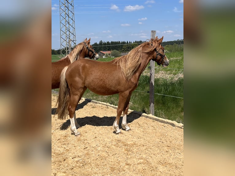 Pony tedesco Giumenta 2 Anni Sauro in Bad Endorf