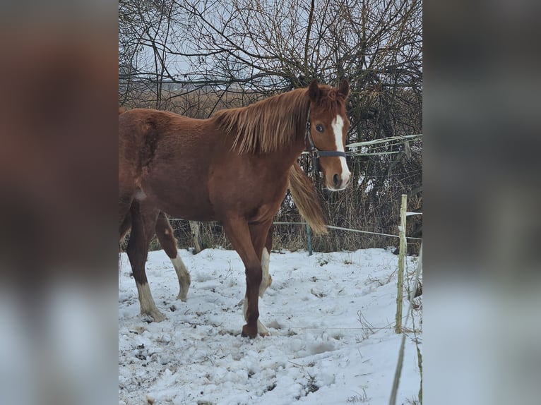 Pony tedesco Giumenta 2 Anni Sauro in Quedlinburg