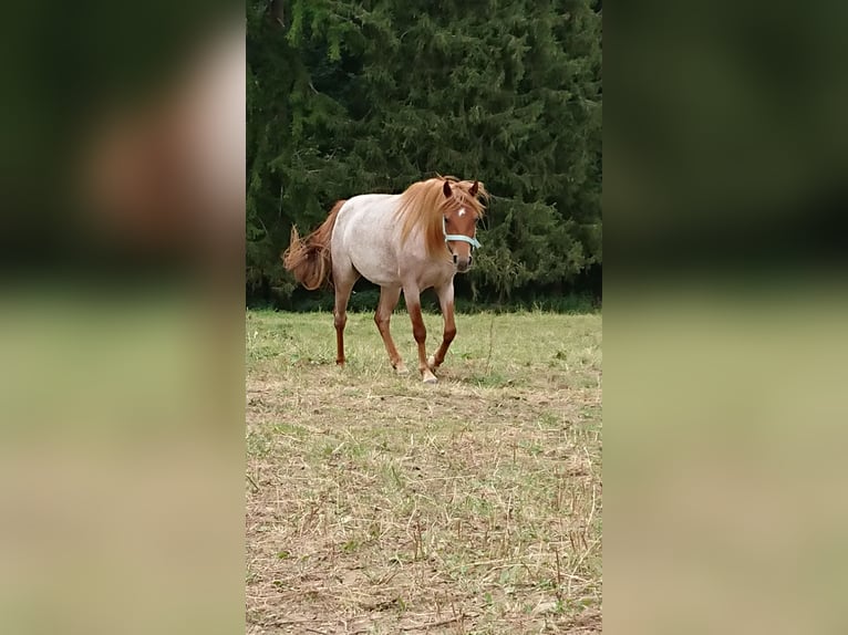Pony tedesco Giumenta 3 Anni 126 cm Può diventare grigio in Ringelai