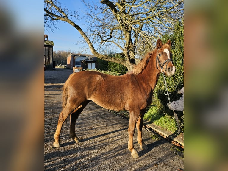 Pony tedesco Giumenta 3 Anni 130 cm Sauro in Gudow